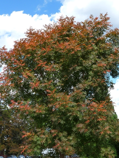 {Pistacia chinensis}